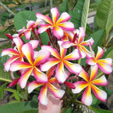 Lei Rainbow
