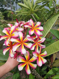 Lei Rainbow