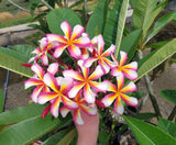 Lei Rainbow