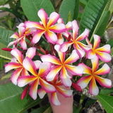 Lei Rainbow