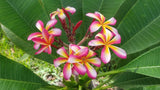 Lei Rainbow