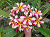 Lei Rainbow