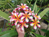 Lei Rainbow