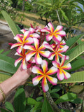 Lei Rainbow