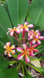 Lei Rainbow