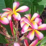 Lei Rainbow