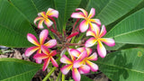 Lei Rainbow