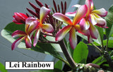 Lei Rainbow