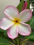 Mark #13 - Buyplumerias.com Exclusive