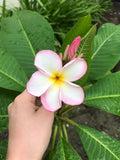 Mark #13 - Buyplumerias.com Exclusive