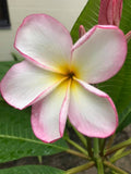Mark #13 - Buyplumerias.com Exclusive