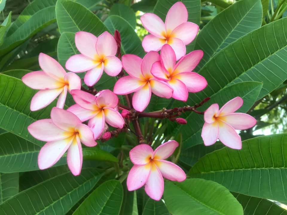 Mark #13 - Buyplumerias.com Exclusive