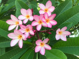 Mark #13 - Buyplumerias.com Exclusive