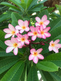 Mark #13 - Buyplumerias.com Exclusive
