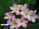 Mark #13 - Buyplumerias.com Exclusive