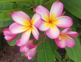 Mark #3 - Buyplumerias.com Exclusive