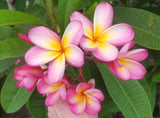 Mark #3 - Buyplumerias.com Exclusive