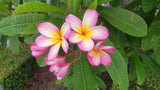 Mark #3 - Buyplumerias.com Exclusive