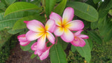Mark #3 - Buyplumerias.com Exclusive