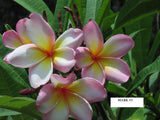 Mark #3 - Buyplumerias.com Exclusive