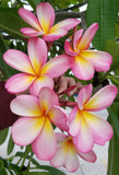 Mark #3 - Buyplumerias.com Exclusive