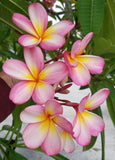 Mark #3 - Buyplumerias.com Exclusive