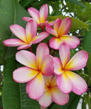 Mark #3 - Buyplumerias.com Exclusive