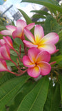 Mark #3 - Buyplumerias.com Exclusive