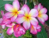 Mark #3 - Buyplumerias.com Exclusive