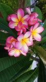 Mark #3 - Buyplumerias.com Exclusive