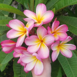 Mark #3 - Buyplumerias.com Exclusive