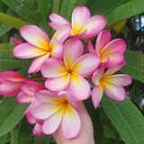 Mark #3 - Buyplumerias.com Exclusive