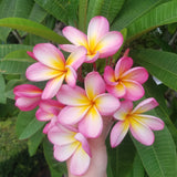 Mark #3 - Buyplumerias.com Exclusive