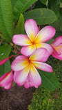 Mark #3 - Buyplumerias.com Exclusive