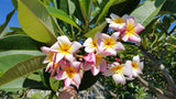 Mark #5 - Buyplumerias.com Exclusive