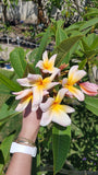 Mark #5 - Buyplumerias.com Exclusive