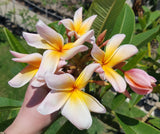 Mark #5 subtle fruity fragrance with notes similar to sun-tan lotion.