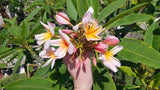 Mark #5 - Buyplumerias.com Exclusive