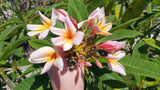 Mark #5 - Buyplumerias.com Exclusive