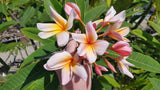 Mark #5 - Buyplumerias.com Exclusive