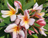 Mark #5 - Buyplumerias.com Exclusive