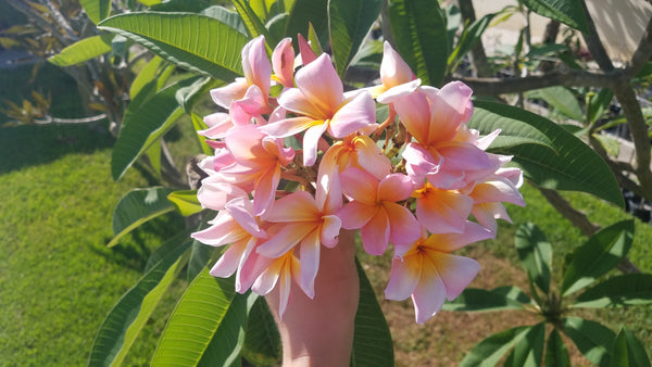 plumeria ページ jack_2__53856.1733420972.500.