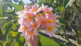 Mark #5 - Buyplumerias.com Exclusive