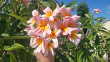 Mark #5 - Buyplumerias.com Exclusive