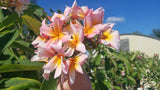 Mark #5 - Buyplumerias.com Exclusive