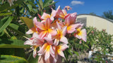 Mark #5 - Buyplumerias.com Exclusive