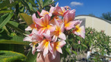 Mark #5 - Buyplumerias.com Exclusive