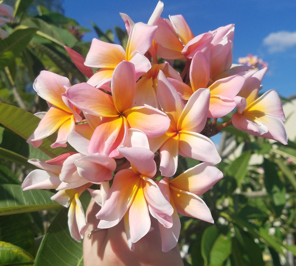 First Blooms of the 2023 season on Mark #5 captured in late March/early April