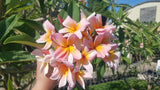 Mark #5 - Buyplumerias.com Exclusive