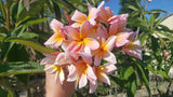 Mark #5 - Buyplumerias.com Exclusive